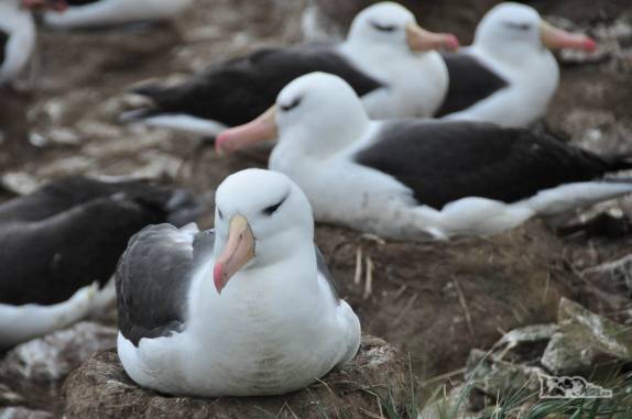 Albatrozes-de-sobrancelha descansam em sua colônia em Steeple Jason, no noroeste das Ilhas Malvinas